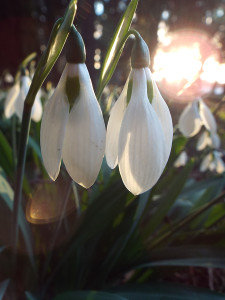 snowdrops7280