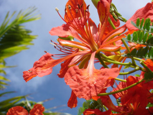 RoyalPoinciana