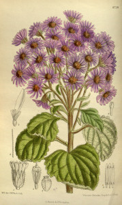 Aster_fuscescens