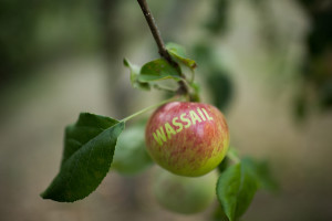 Wassail