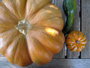 Nov15 Pumpkin