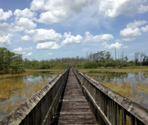 Grassy Waters